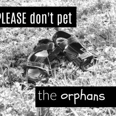 Please don't pet the orphans
