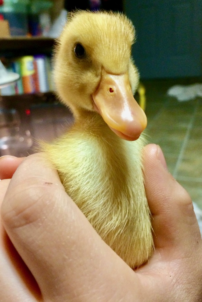 If It Walks Like a Duck