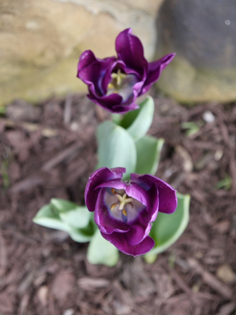 P1610028