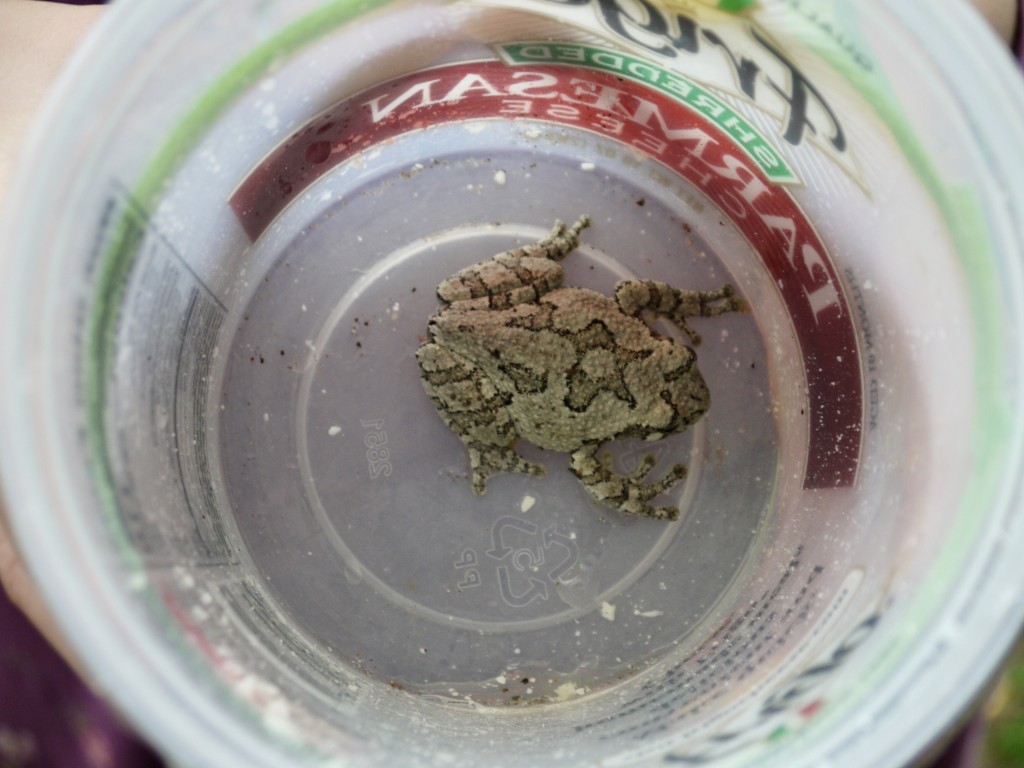 P1610241