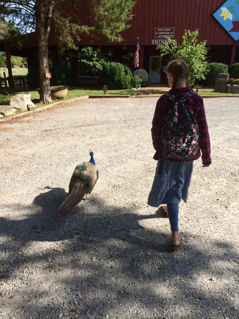 peacock